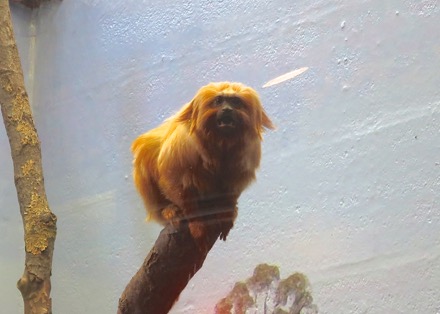 Golden lion tamarin