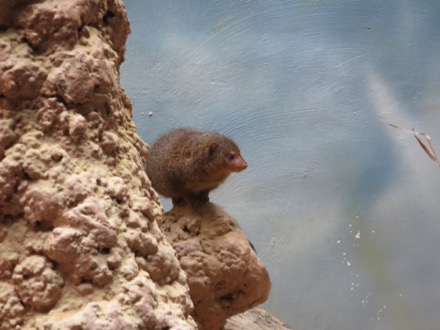 Small mammal