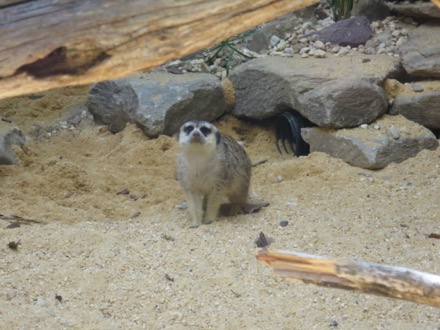 Meerkat