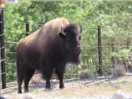 Buffalo