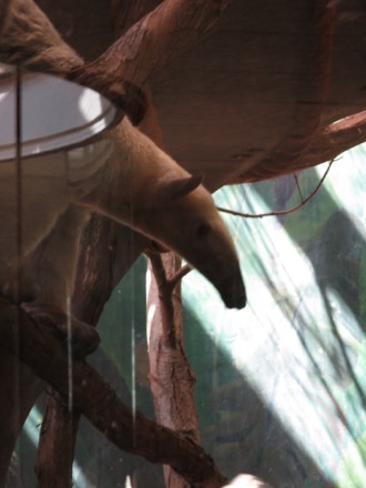 Southern tamandua