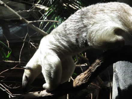 Southern tamandua