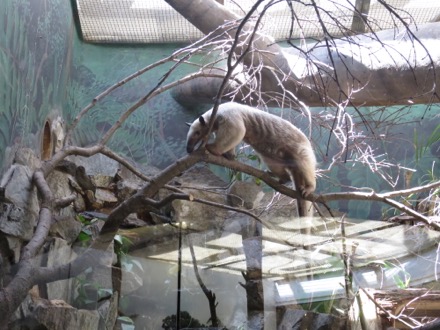 Southern tamandua