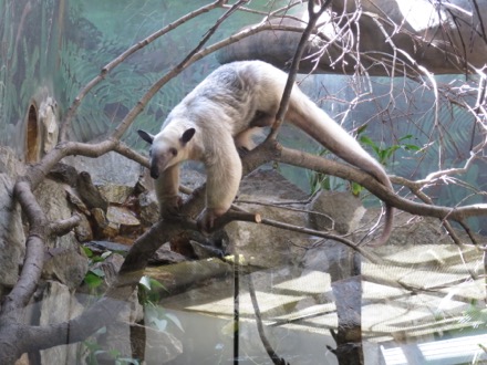 Southern tamandua