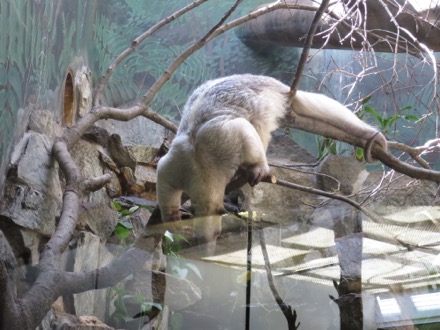 Southern tamandua