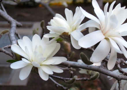 Magnolia