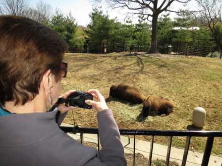 Photographing buffalo