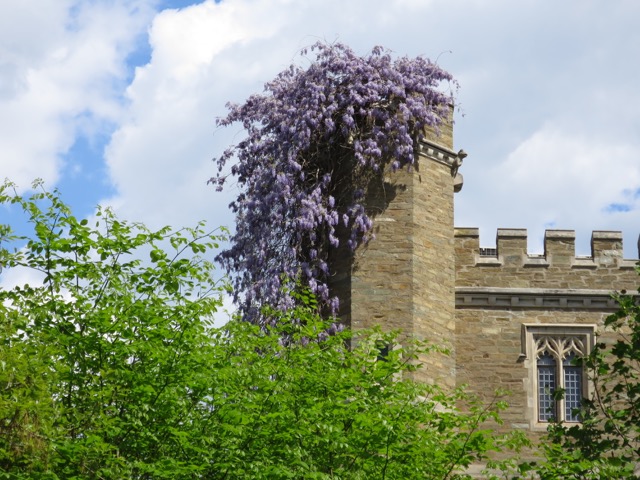 Purple flowers