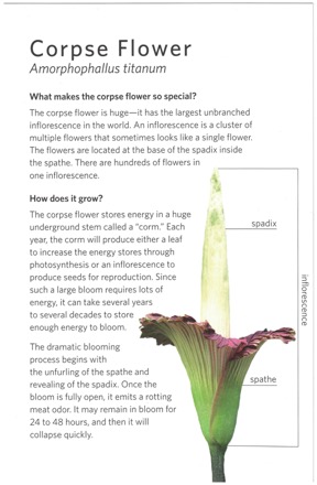 Titan Arum brochure front