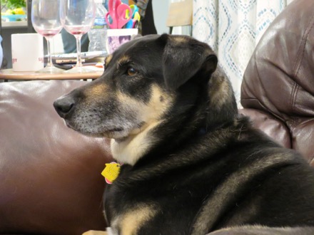 Atlas usurps Erica's spot on the couch