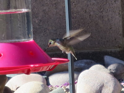 Hummingbird drinking