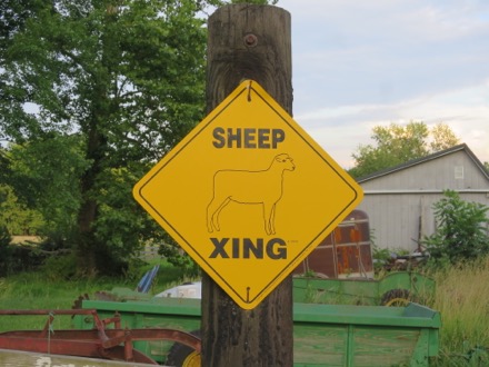 Sheep Xing