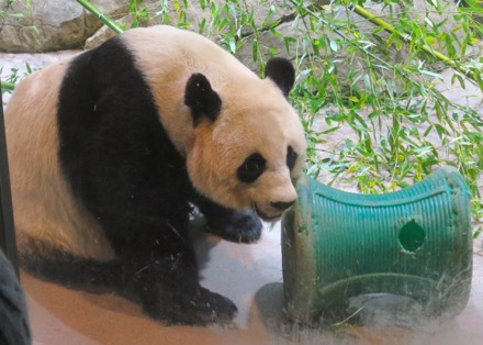 Mei Xiang (Mom)