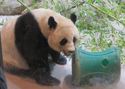 Mei Xiang (Mom)