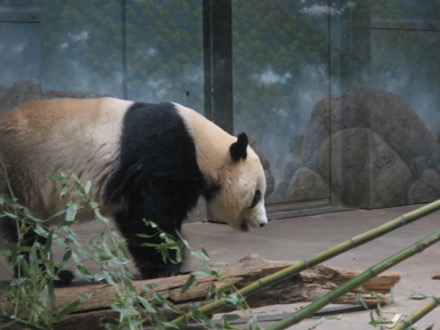 Bei Bei (baby)