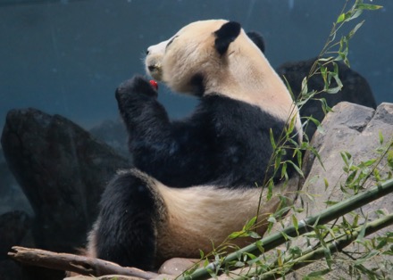 Bei Bei (baby)