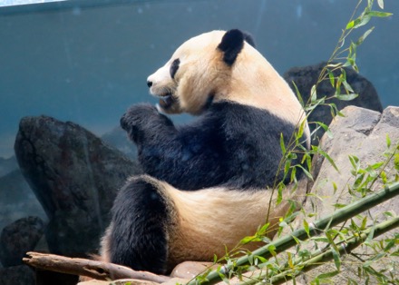 Bei Bei (baby)