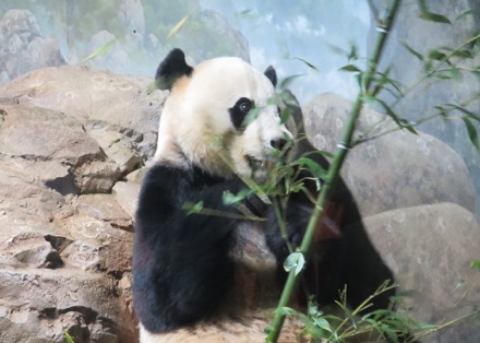 Bei Bei (baby)