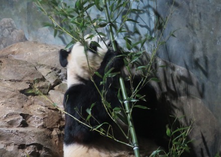 Bei Bei (baby)