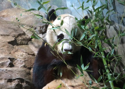 Bei Bei (baby)