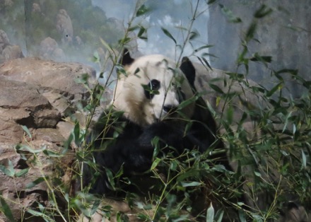 Bei Bei (baby)