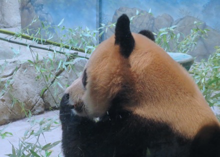 Mei Xiang (Mom)