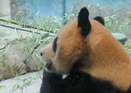 Mei Xiang (Mom)