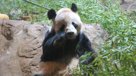 Tian Tian (Dad)