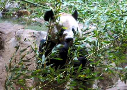 Tian Tian (Dad)