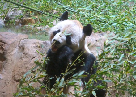 Tian Tian (Dad)