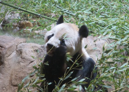 Tian Tian (Dad)