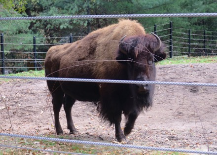 Buffalo