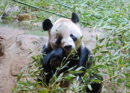 Tian Tian (Dad)