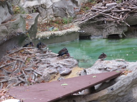 Wood Ducks