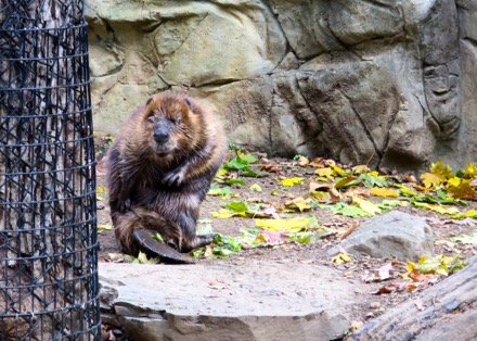 Beaver