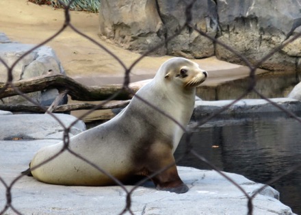 Sea Lion