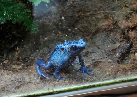 Blue Frog