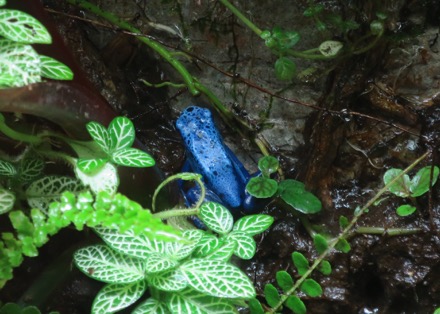 Blue Frog