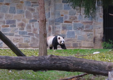 Tian Tian (Dad)