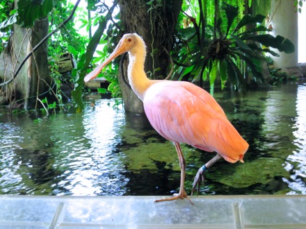 Roseate Spoonbill