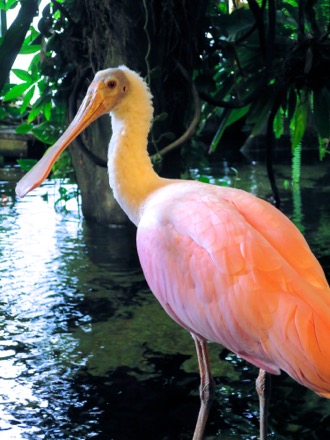 Roseate Spoonbill