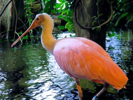 Roseate Spoonbill