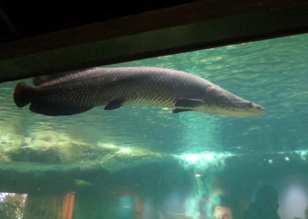 Arapaima in Amazonia