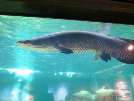 Arapaima in Amazonia