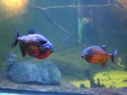 Red-Bellied Piranha