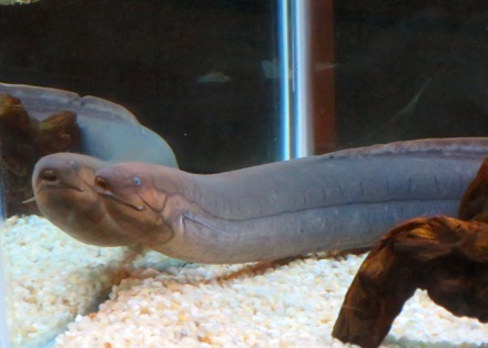 Eel