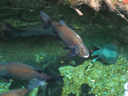 Black Pacu in Amazonia