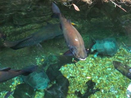 Black Pacu in Amazonia