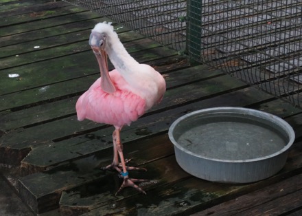 Roseate Spoonbill