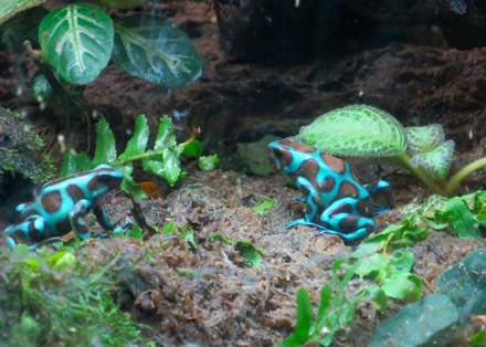 Poison Frogs